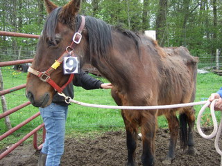 Horse Found Starving