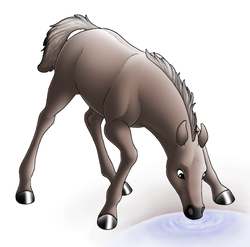Dutch Warmblood Foal