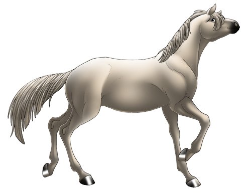 Irish Sport Horse Stallion