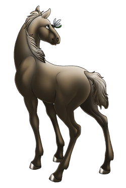 Irish Sport Horse Foal