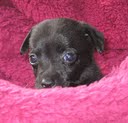 Dexter, My New Puppy Dexter, My New Puppy